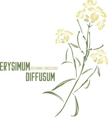 Erysimum diffusum flowers and leafs vector silhouette in color. Set of medicinal Erysimum canescens Roth plant in color image for pharmaceuticals. Medicinal herbs color drawing