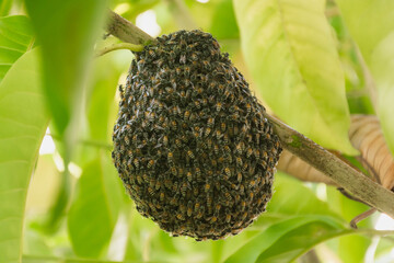 Natural bee hive on tree in garden,selective focus.