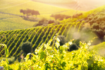 Countryside landscape with vineyard on hill lit by sun