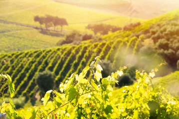 Foto op Plexiglas Countryside landscape with vineyard on hill lit by sun © Maresol