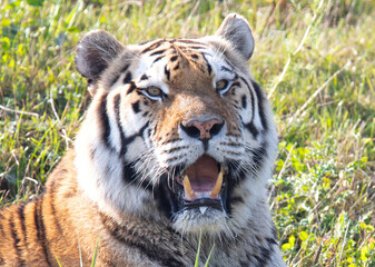Amour tiger on the green grass