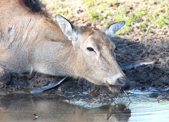 Père David's Deer or Milu (Elaphurus davidianus) drinking © michaklootwijk