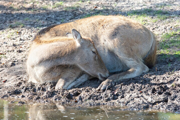 Père David's Deer or Milu (Elaphurus davidianus) © michaklootwijk
