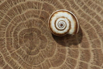 An empty snail shell isolated on wood slice