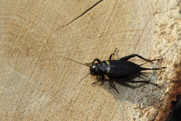 a black cricket on wood