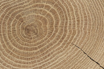 cross section of tree trunk