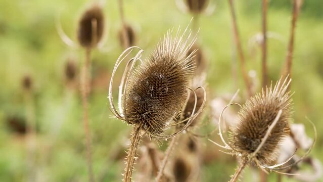 Dry Dipsacus fullonum wild teasel. Autumn prickly flower in the field close up