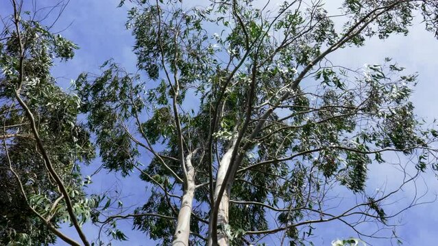 Top of eucalyptus tree with green foliage with blue sky