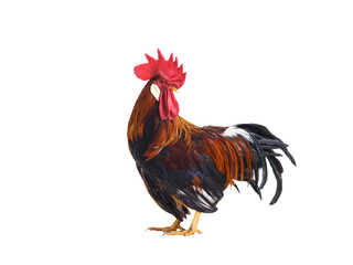 red rooster isolated on a white background