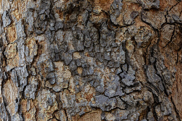 Close-up of coniferous tree bark
