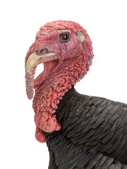 portrait of a bronze male turkey isolated on a white background