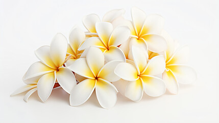 Fototapeta na wymiar White frangipani flowers