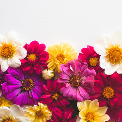 Beautiful colorful zinnia and dahlia flowers in bloom on white background with copy space for text, flat lay style.