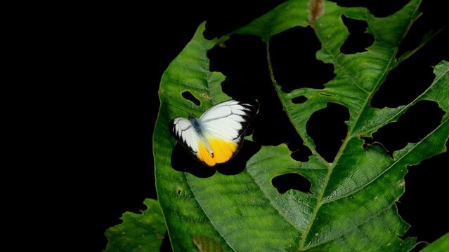 Flapping it wings gently, the Orange Gull Cepora judith, is on top of a leaf filled with holes, inside Khaeng Krachan National Park in Thailand.