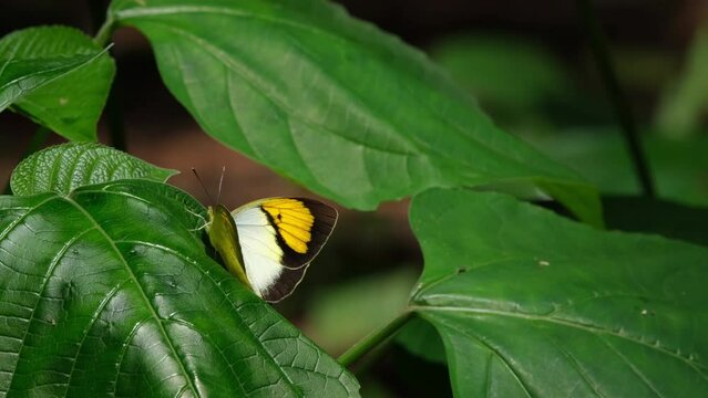 A kaleidoscope of Orange Gull Cephora judith, on top of leaves. The others flew around and leaving one individual alone, at Kaeng Krachan National Park in Thailand