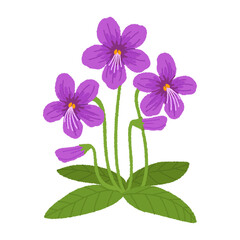 スミレのイラスト