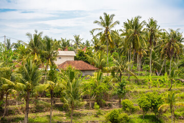 Fototapeta na wymiar Country houses in tropical forest with palm trees on Bali island, indonesia