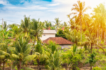 Fototapeta na wymiar Country houses in tropical forest with palm trees on Bali island, indonesia