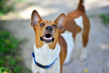 Young brown white mix-dog Look up at huge garden 