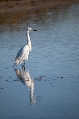 great white heron