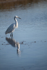 great blue heron
