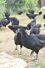 Kadaknath Kali Masi Fully Black Chicken Breed in Backyard Farm Foraging, Living, Roosting and Fighting