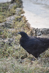 Obraz premium Kadaknath Kali Masi Fully Black Chicken Breed in Backyard Farm Foraging, Living, Roosting and Fighting
