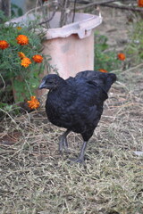 Kadaknath Kali Masi Fully Black Chicken Breed in Backyard Farm Foraging, Living, Roosting and Fighting