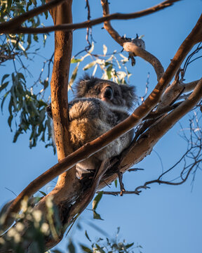 Wildlife Koala