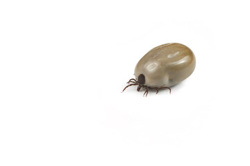 The mite is isolated on a white background.