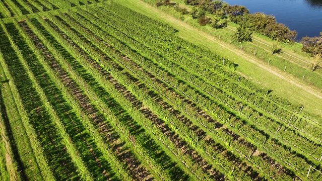 Aerial footage of lush raspberry plantations alongside the scenic Kiel Canal accompanied by the graceful glide of a motorboat.