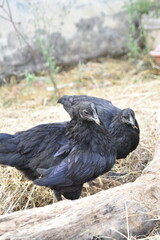 Kadaknath Kali Masi Fully Black Chicken Breed in Backyard Farm Foraging, Living, Roosting and Fighting