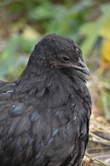 Kadaknath Kali Masi Fully Black Chicken Breed in Backyard Farm Foraging, Living, Roosting and Fighting