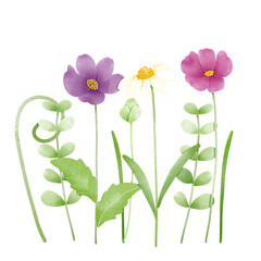flowers on white background