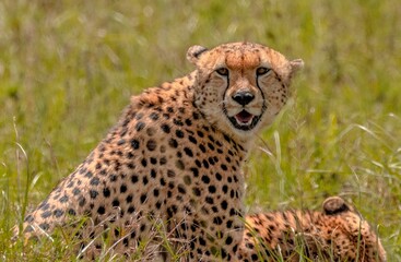 cheetah in the savannah