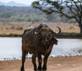 cape buffalo bull © lucas