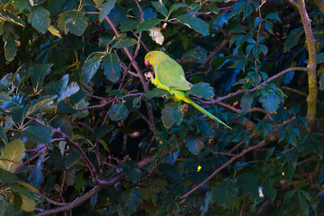 Green parrot eating among green foliage