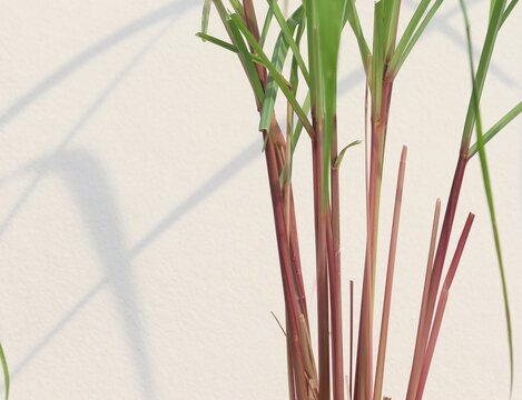 Fresh citronella plant in a pot
