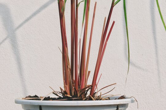 Fresh citronella plant in a pot