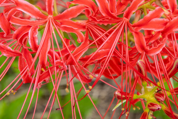 彼岸花のクローズアップ