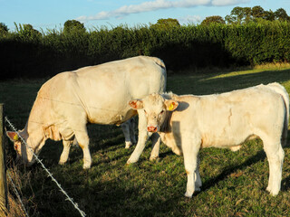 Calf and mother cow grazing behind wire farm fence, eye contact with calf, blue sky and clouds,...