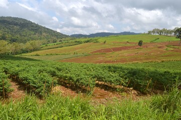 Fototapeta na wymiar landscape of farm in the mountain