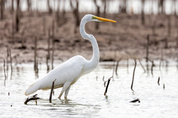 Obraz premium White egret (Ardea alba) flying above the water.