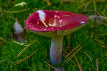 Red russula mushroom growing in green moss in the forest