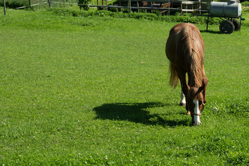 pferd weide hengst