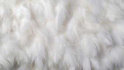 Bird textured softness white soft pattern fluffy background