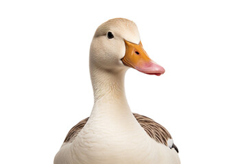 a beautiful Duck on a white background studio shot isolated PNG