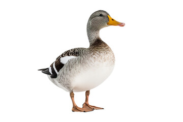 a beautiful Duck on a white background studio shot isolated PNG
