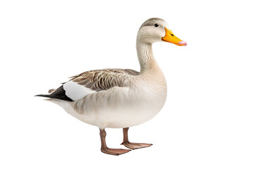a beautiful Duck on a white background studio shot isolated PNG