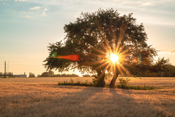 A large lonely tree in a field of ripened wheat during sunset.